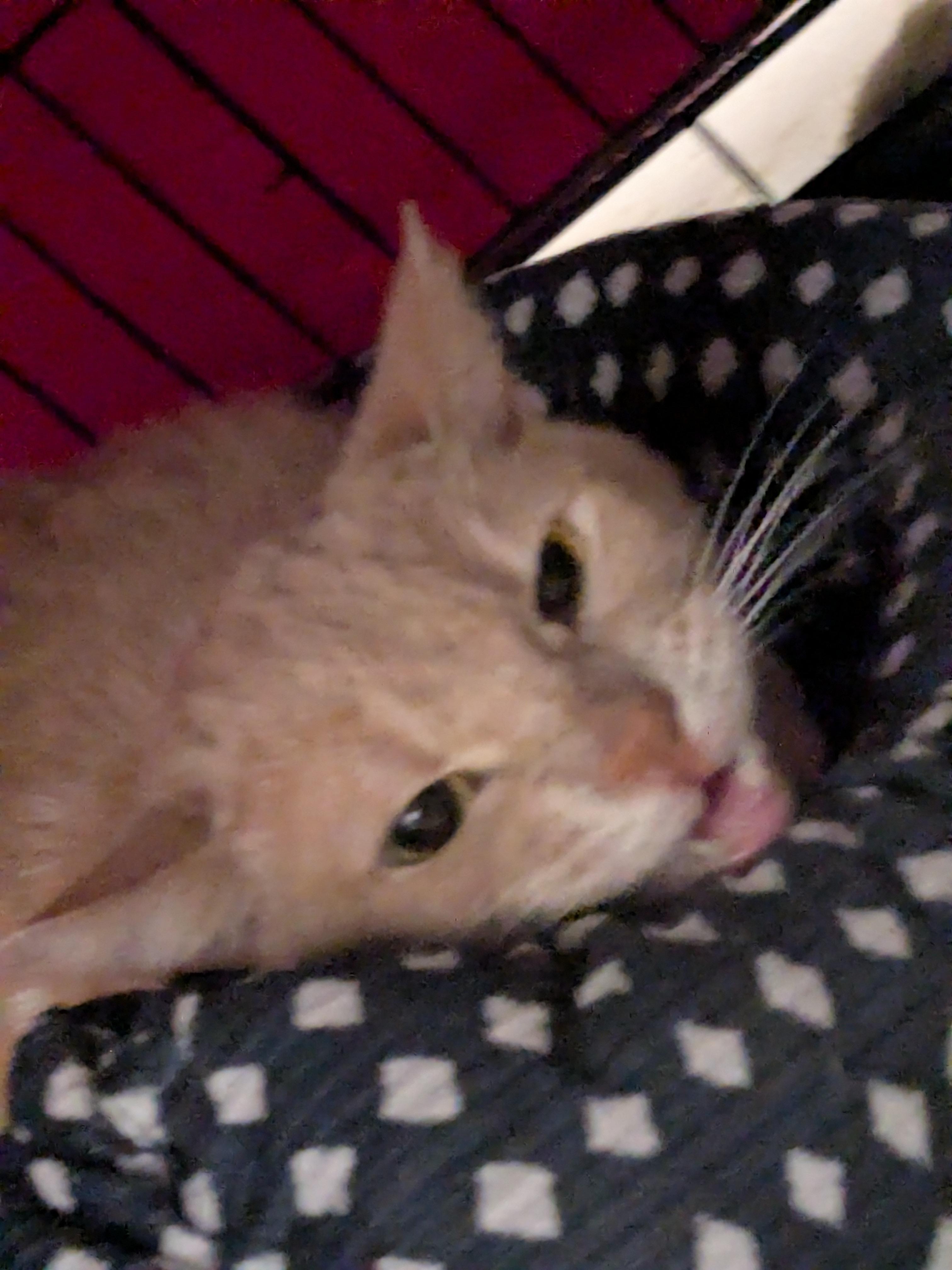 Caramel photo