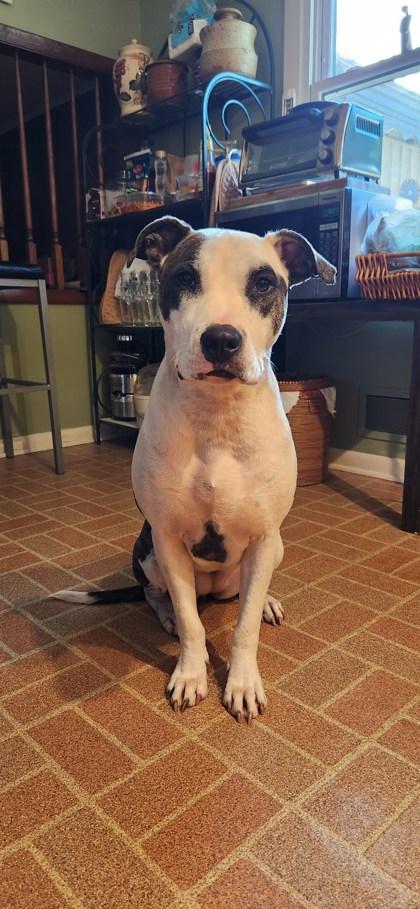 Enlarge Sweet Feathers - IN FOSTER, a Adoptable Mixed Breed in Chamblee, GA image 1/3