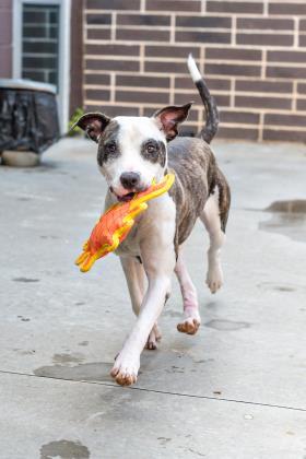 Enlarge Sweet Feathers - IN FOSTER, a Adoptable Mixed Breed in Chamblee, GA image 1/3