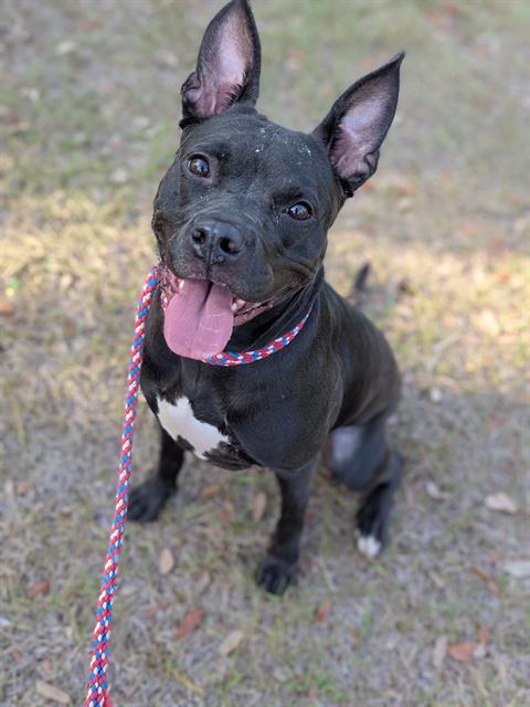 JOVI, Adoptable, Adult Female Mixed Breed.