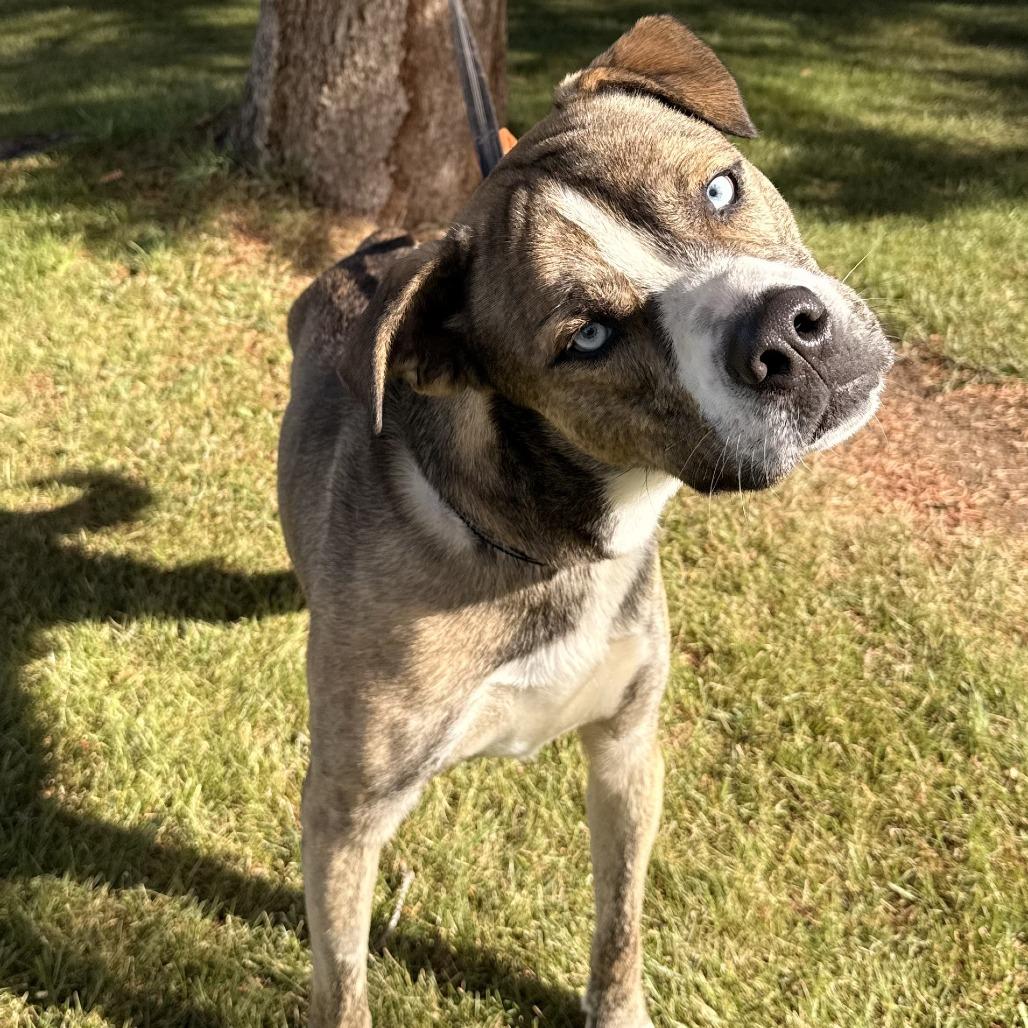 Dunner, Adoptable, Adult Male Pit Bull Terrier & Shepherd.