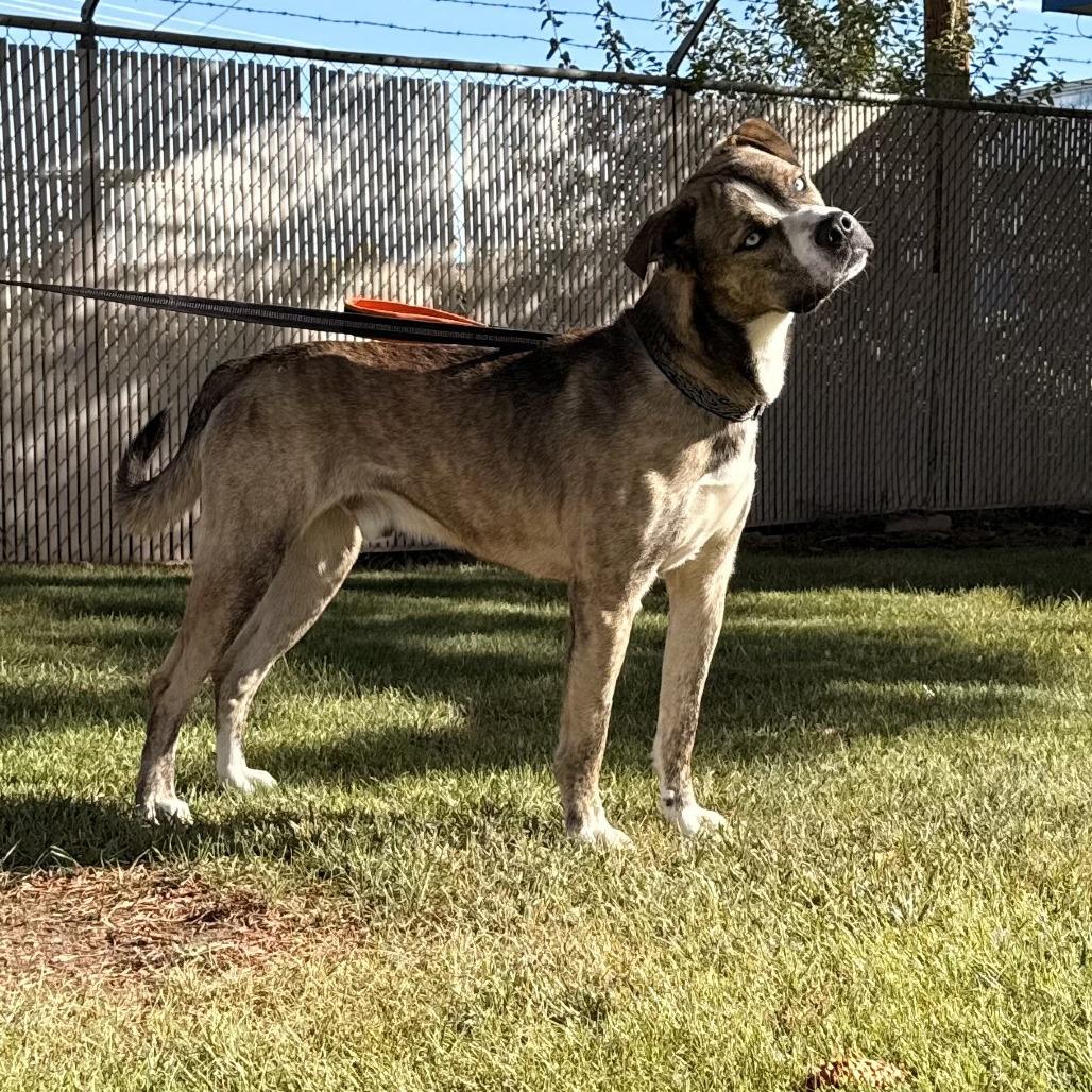 Enlarge Dunner, a Adoptable mixed breed in Rangely, CO image 2/3