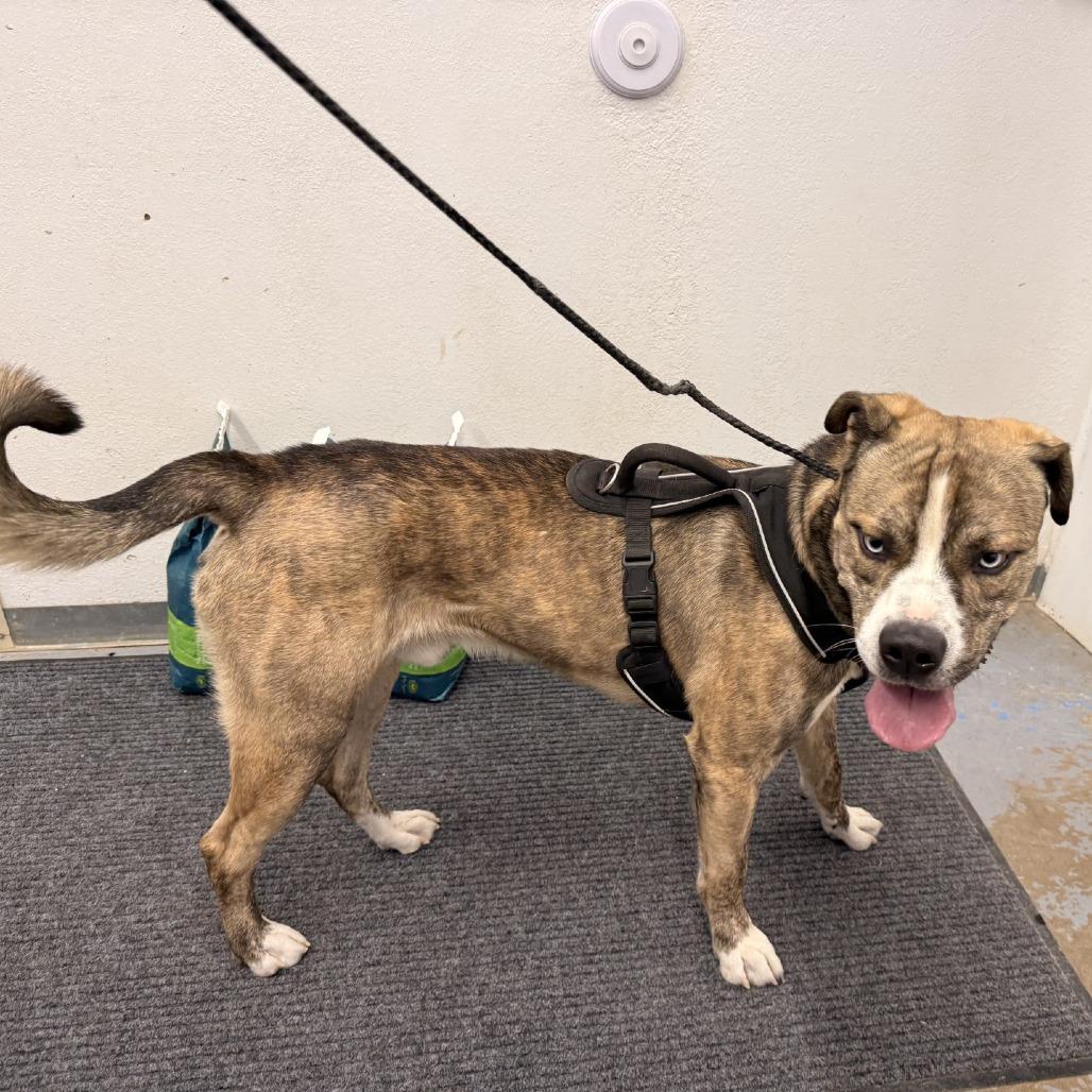 Enlarge Dunner, a Adoptable mixed breed in Rangely, CO image 3/3