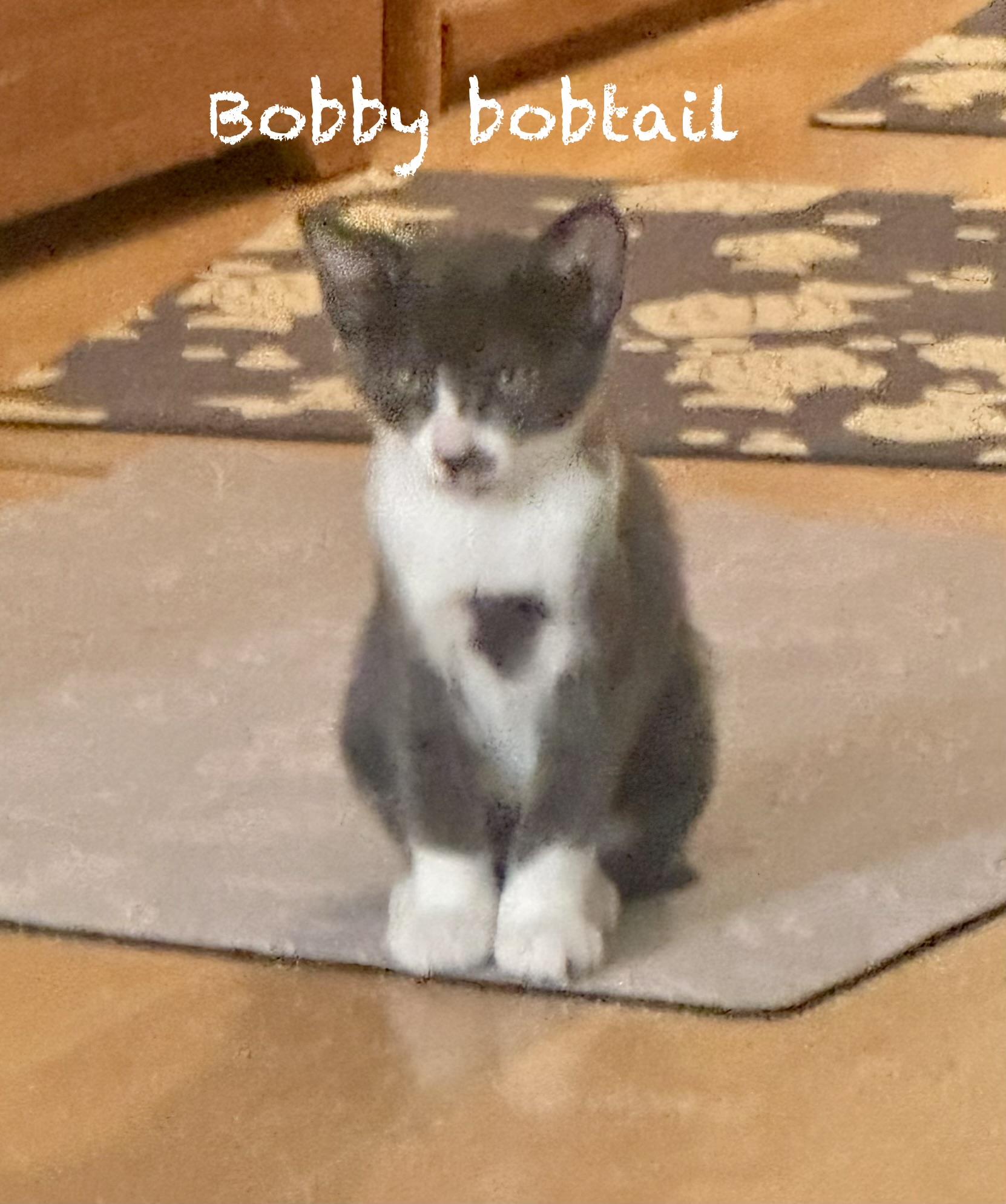 Enlarge Bobby, the Bobtail, a Adoptable mixed breed in Mission Viejo, CA image 2/6