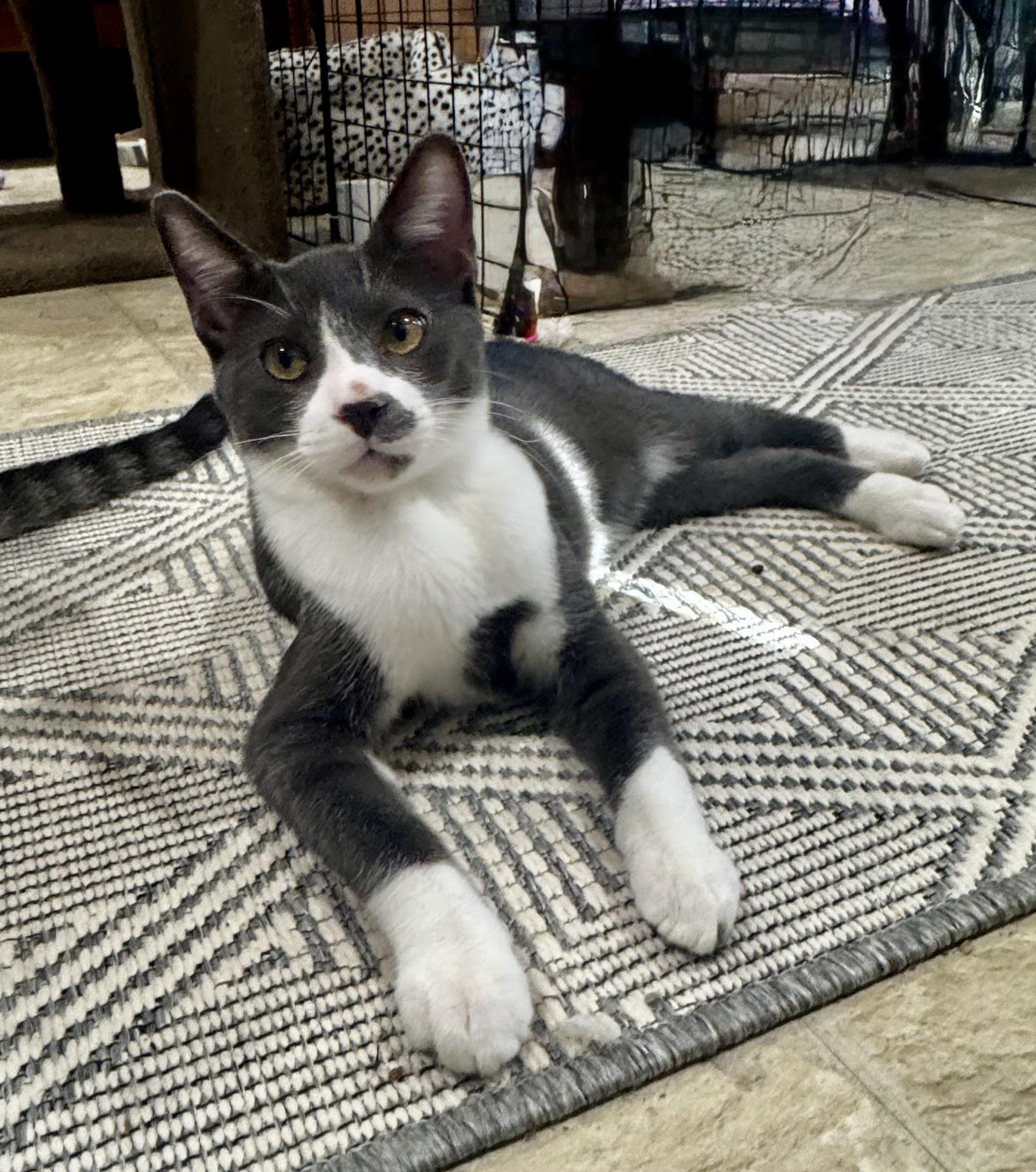 Enlarge Bobby, the Bobtail, a Adoptable mixed breed in Mission Viejo, CA image 1/6