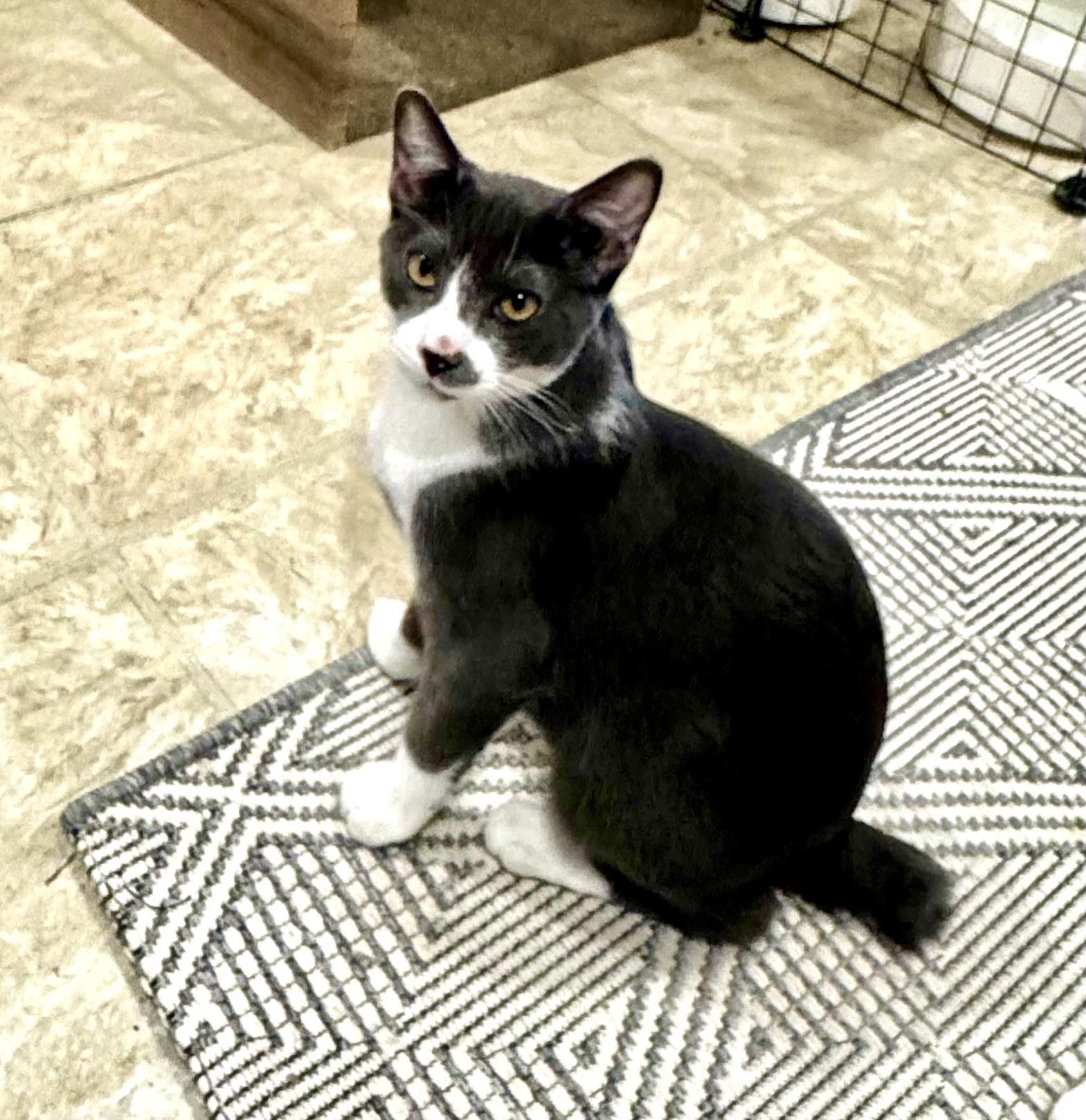Enlarge Bobby, the Bobtail, a Adoptable mixed breed in Mission Viejo, CA image 6/6