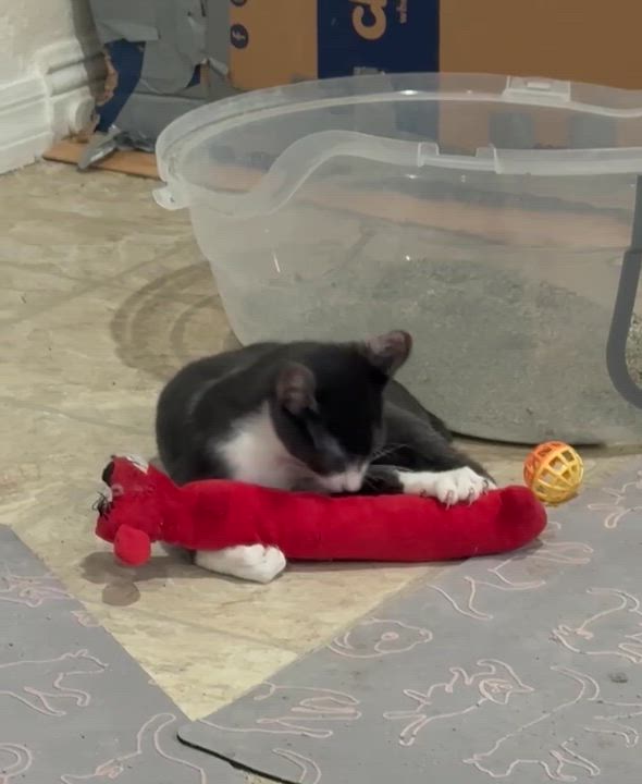 Enlarge Bobby, the Bobtail, a Adoptable mixed breed in Mission Viejo, CA video 5/6