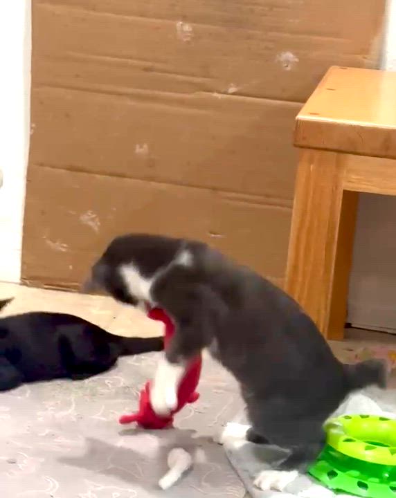 Enlarge Bobby, the Bobtail, a Adoptable mixed breed in Mission Viejo, CA video 4/6