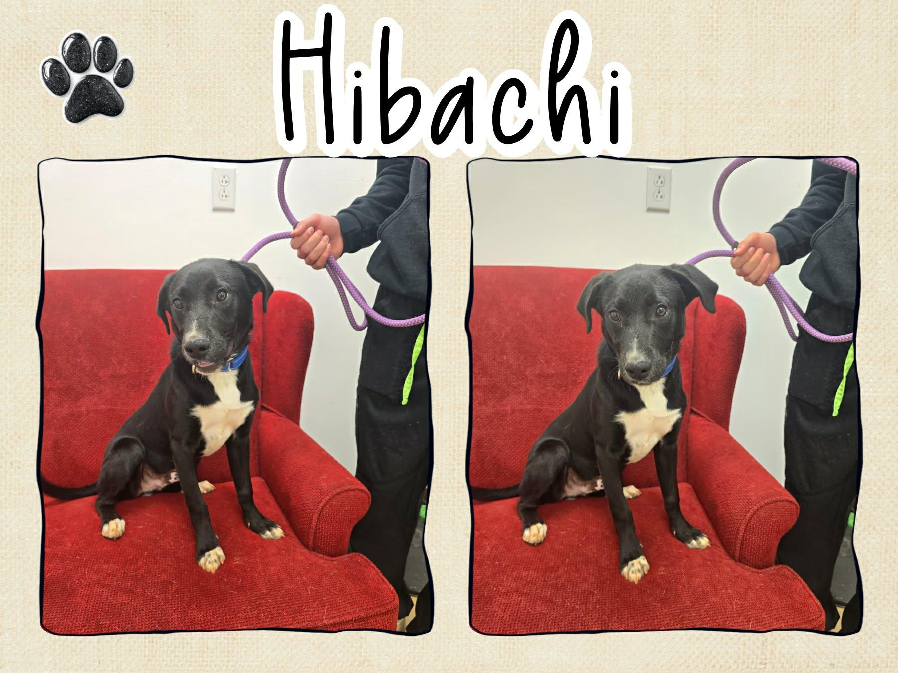 Hibachi, ADOPTABLE, Adult Male Labrador Retriever.