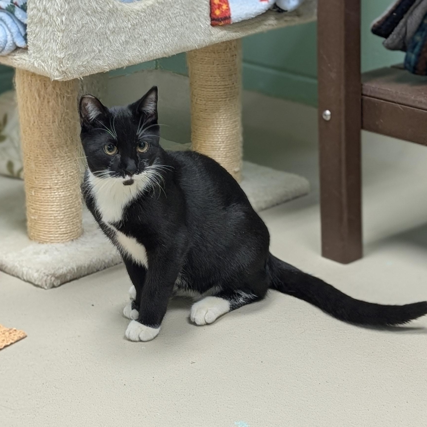 Enlarge Cyril Figgis, a ADOPTABLE Domestic Short Hair in Jefferson, WI image 3/4