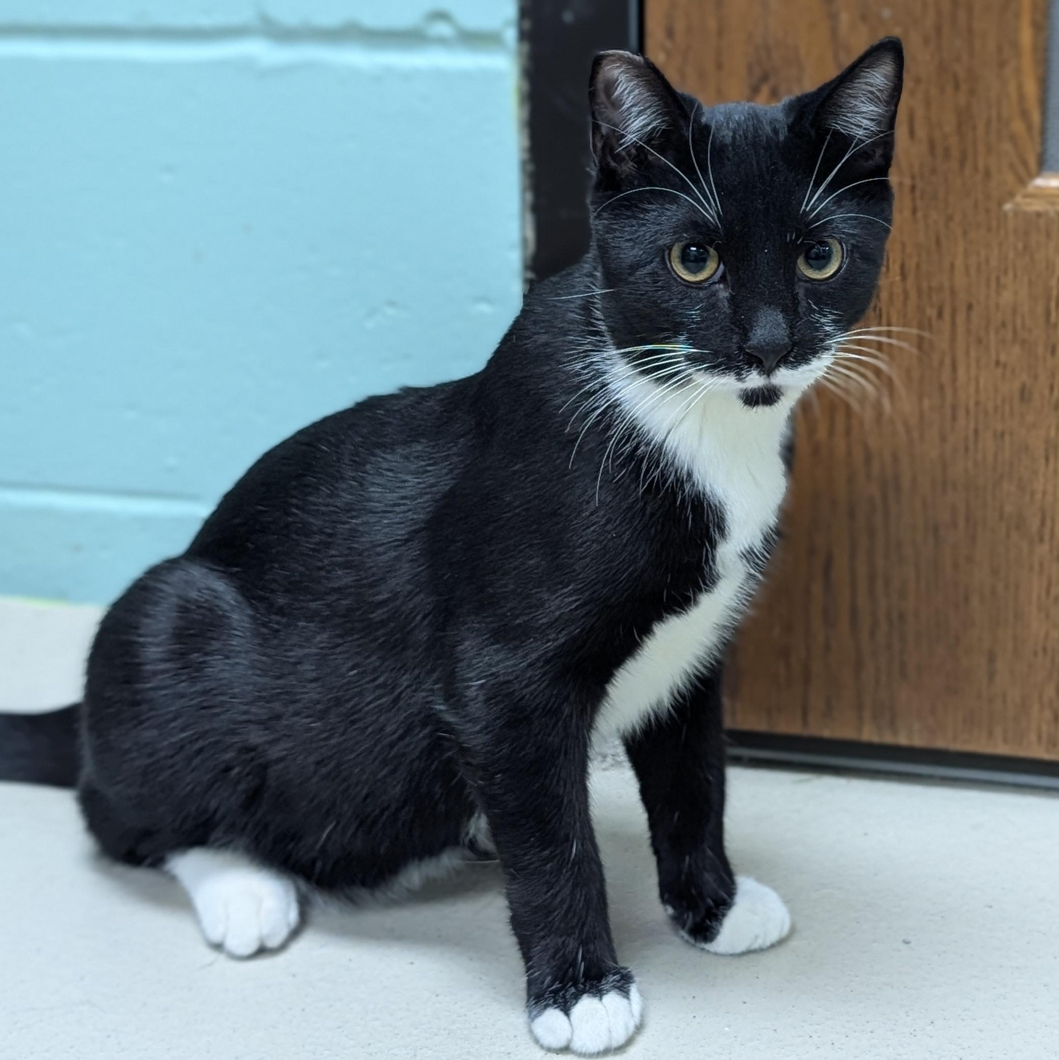 Enlarge Cyril Figgis - Name Your Own Adoption Fee!, a ADOPTABLE Domestic Short Hair in Jefferson, WI image 5/6