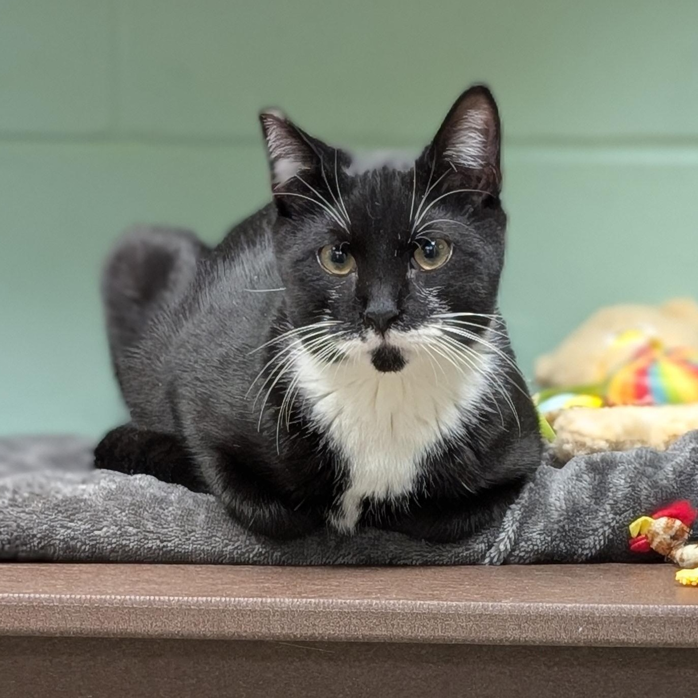 Enlarge Cyril Figgis, a ADOPTABLE Domestic Short Hair in Jefferson, WI image 4/4
