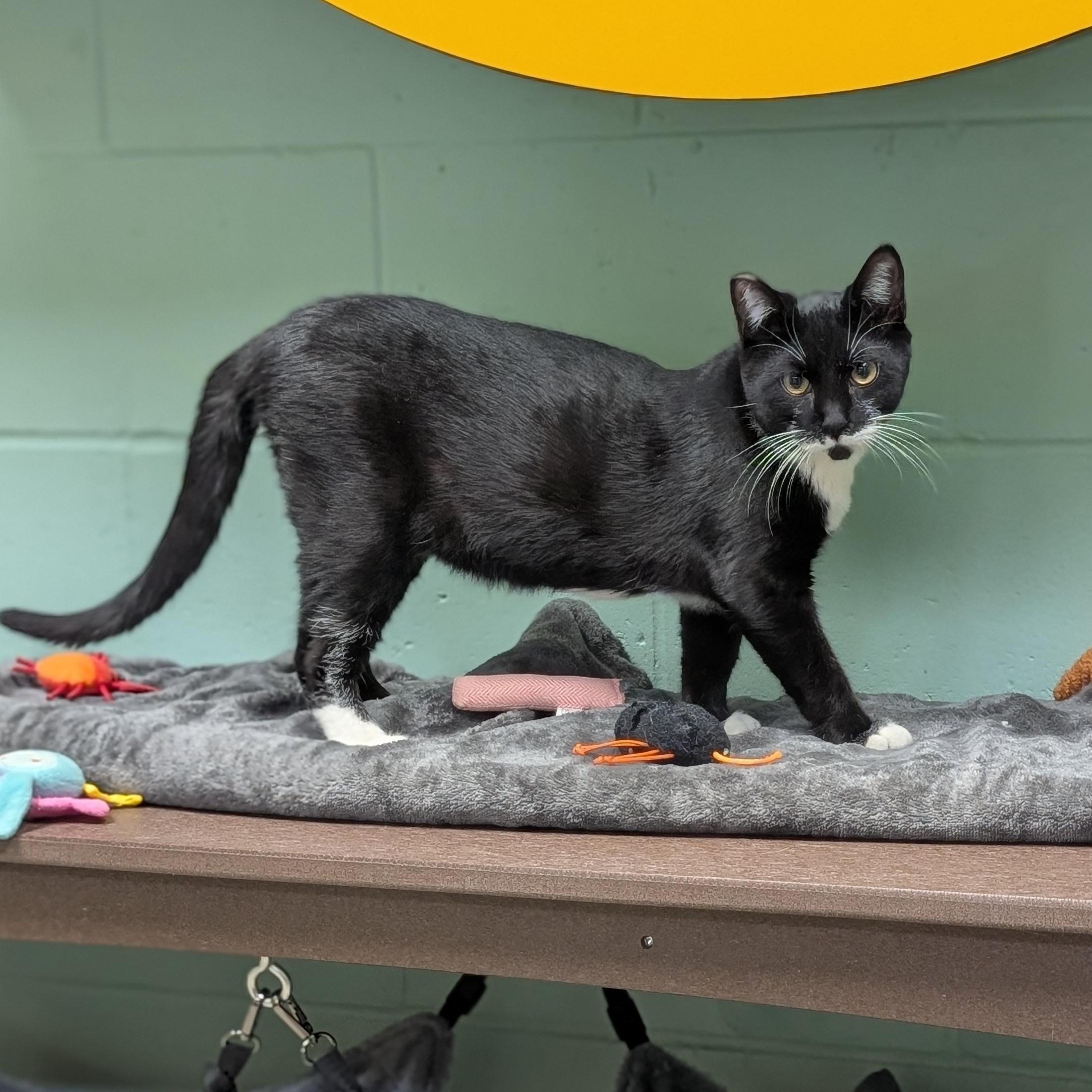 Enlarge Cyril Figgis, a ADOPTABLE Domestic Short Hair in Jefferson, WI image 2/4