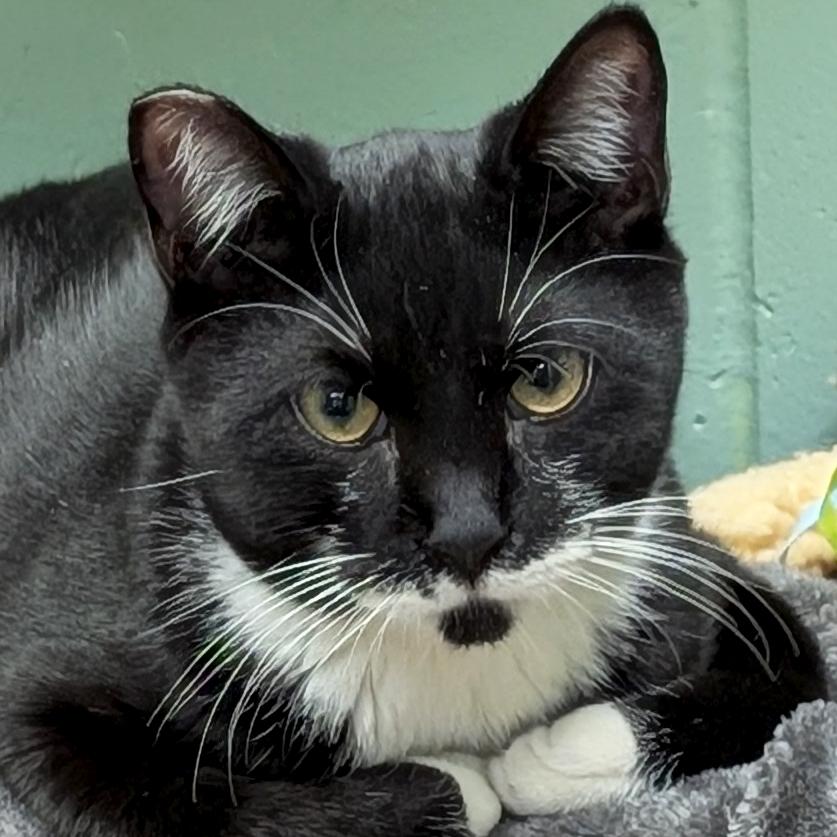 Enlarge Cyril Figgis, a ADOPTABLE Domestic Short Hair in Jefferson, WI image 1/4