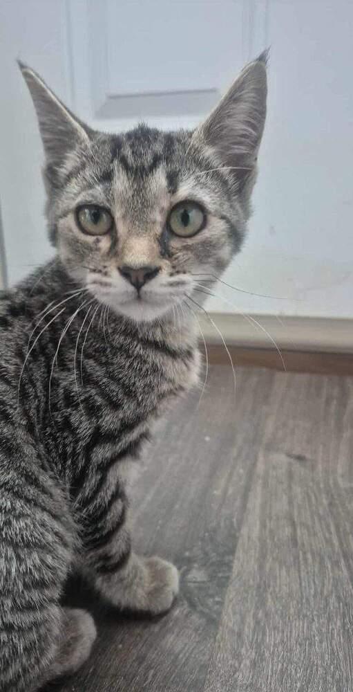 Enlarge Ginger, a Adoptable mixed breed in Mooresville, NC image 3/6