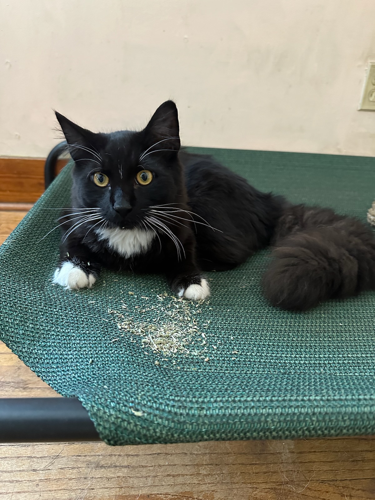 QUINCEY, a Adopted Domestic Long Hair in Broadalbin, NY image 1/5
