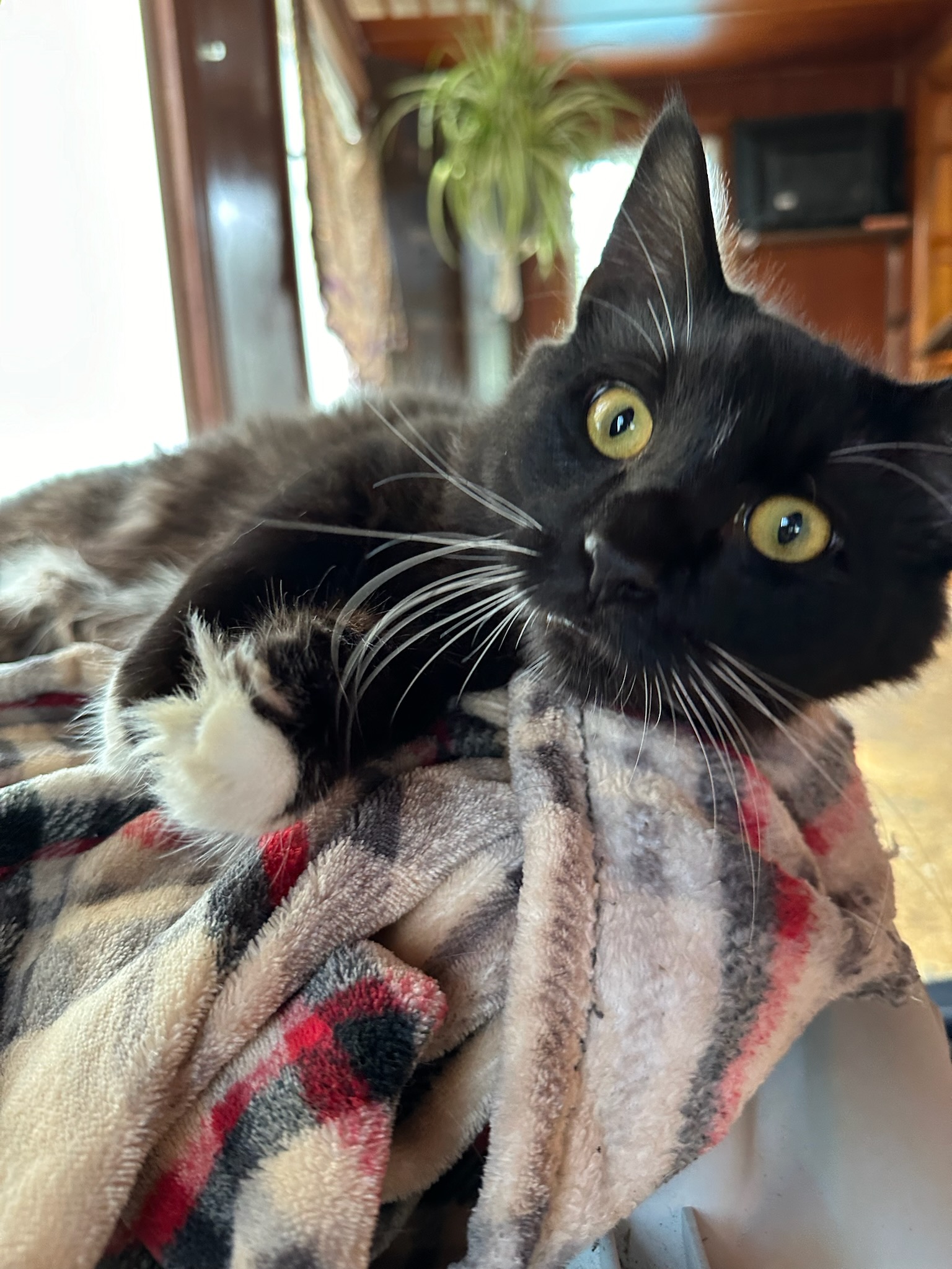 QUINCEY, a Adopted Domestic Long Hair in Broadalbin, NY image 2/5