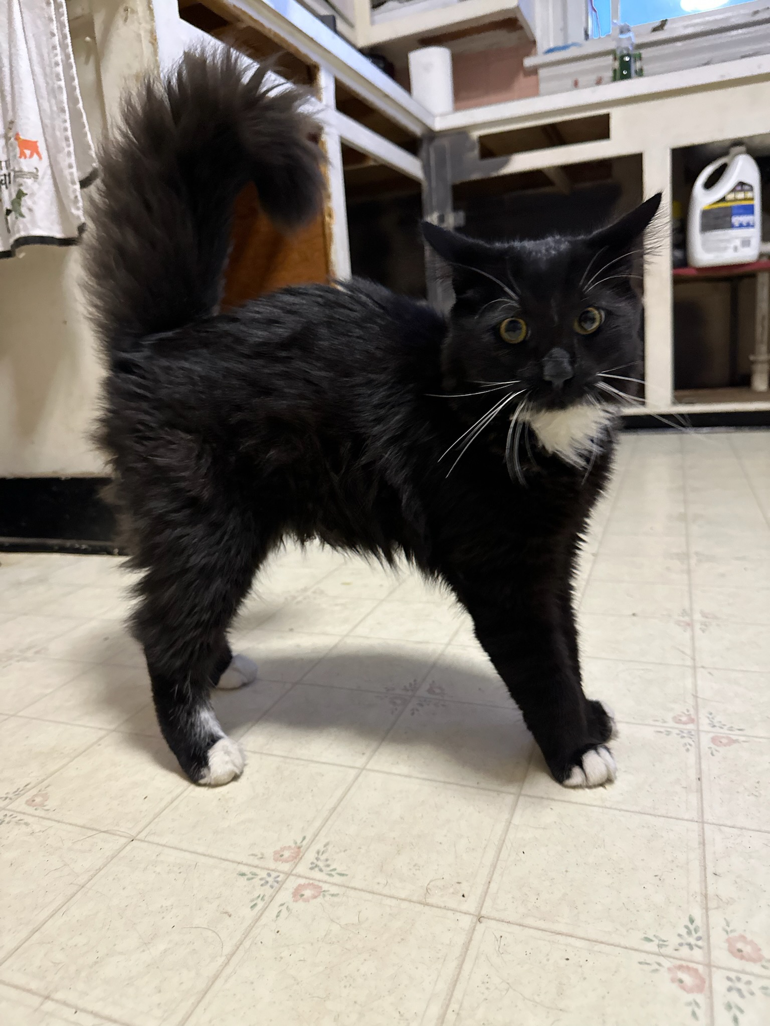QUINCEY, a Adopted Domestic Long Hair in Broadalbin, NY image 3/5