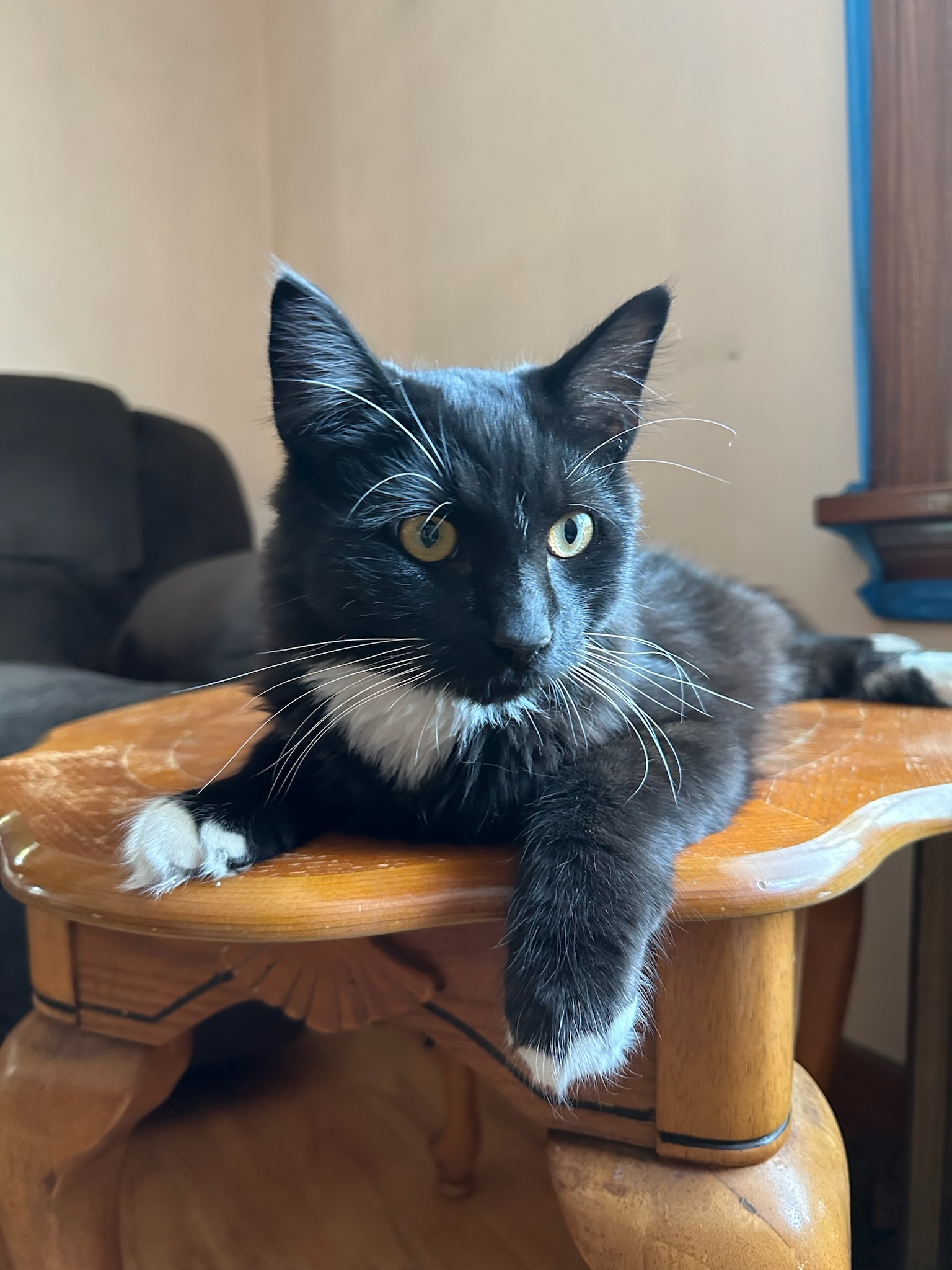 QUINCEY, a Adopted Domestic Long Hair in Broadalbin, NY image 4/5