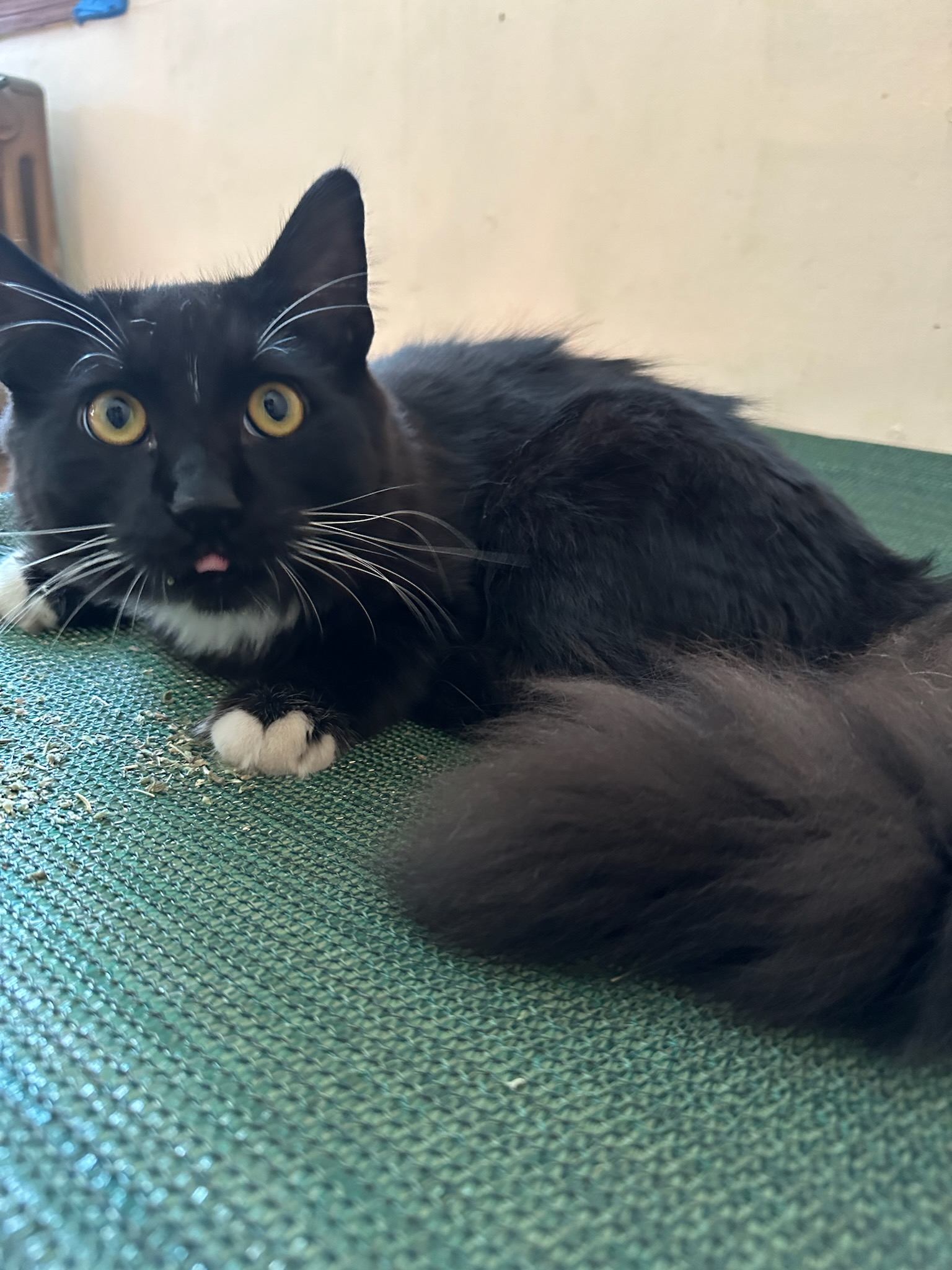 QUINCEY, a Adopted Domestic Long Hair in Broadalbin, NY image 5/5