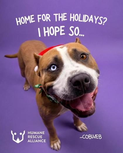 Enlarge Cobweb, a Adoptable mixed breed in Washington, DC image 1/3