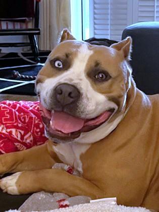 Enlarge Cobweb, a Adoptable mixed breed in Washington, DC image 2/3