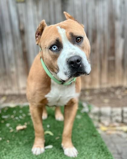 Enlarge Cobweb, a Adoptable mixed breed in Washington, DC image 3/3