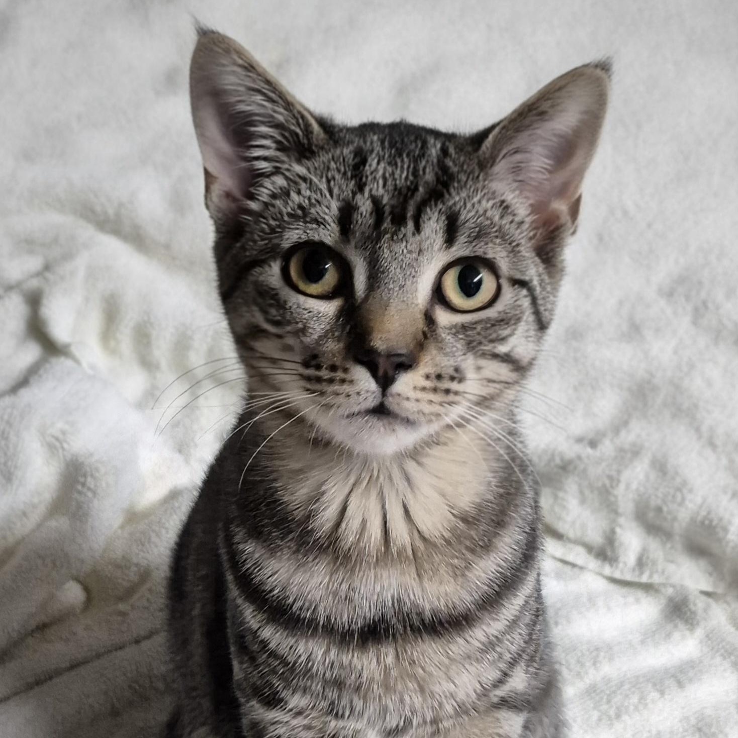 Enlarge Sage, an adopted Tabby in Raritan, NJ image 1/1