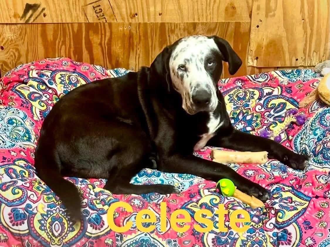 Enlarge Celeste, a Adoptable mixed breed in Willington, CT image 2/5