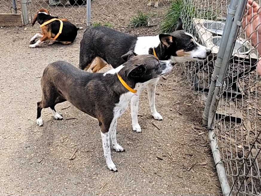 Dog for adoption Sadie, a Feist & Jack Russell Terrier Mix in