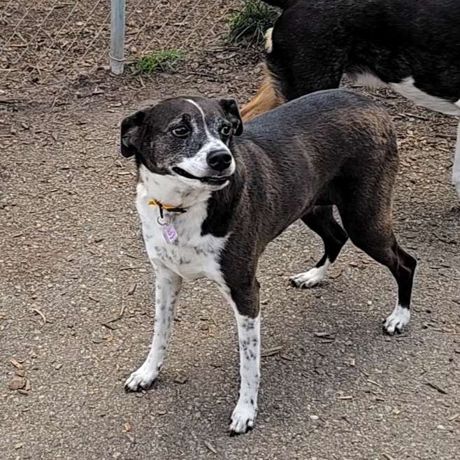 Dog for adoption Sadie (and Buddy R.T.?), a Feist in Ringwood, NJ