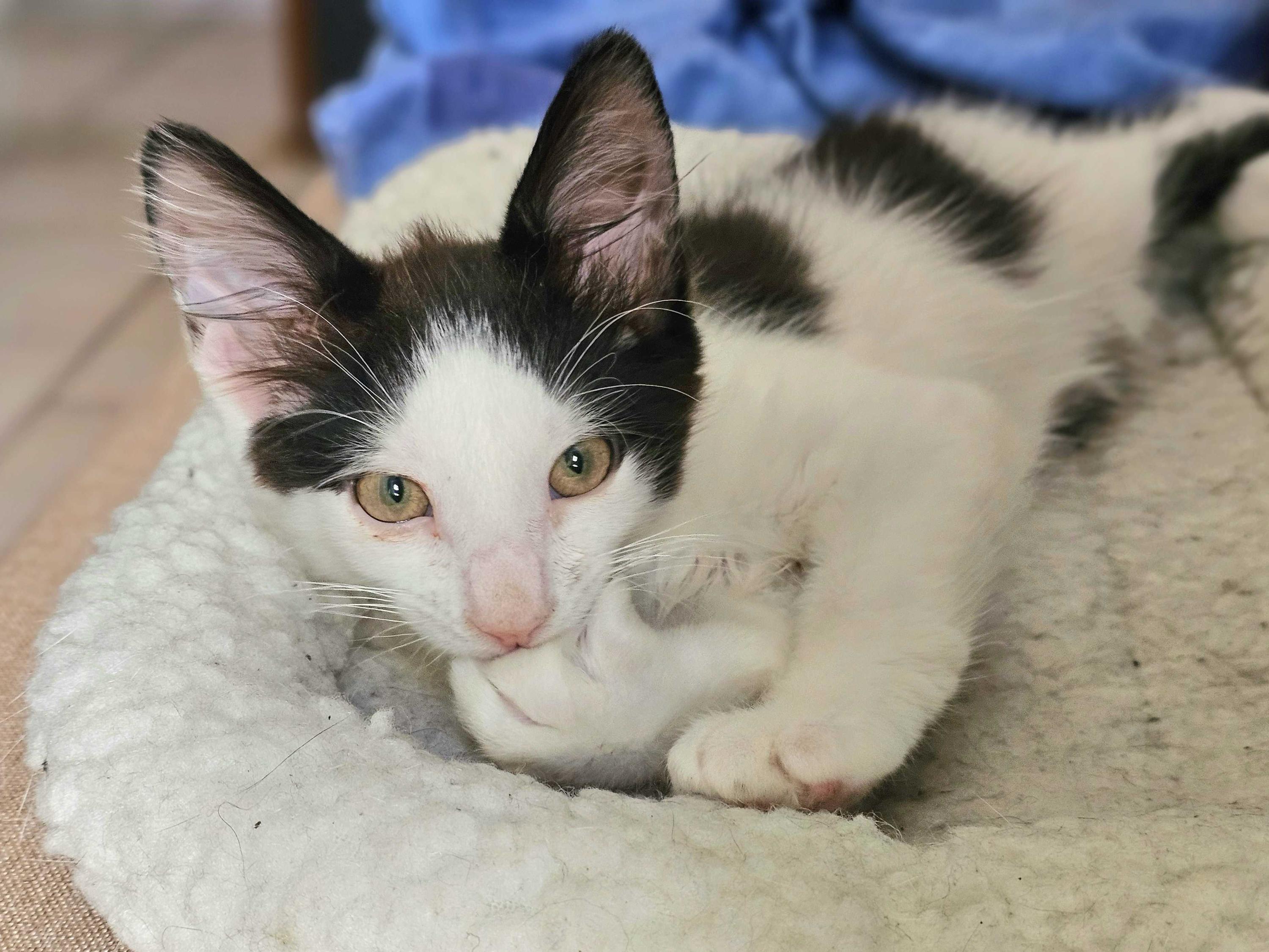 Benny (Bonded to Flo) , a Adoptable Domestic Short Hair in Long Island City, NY image 1/6