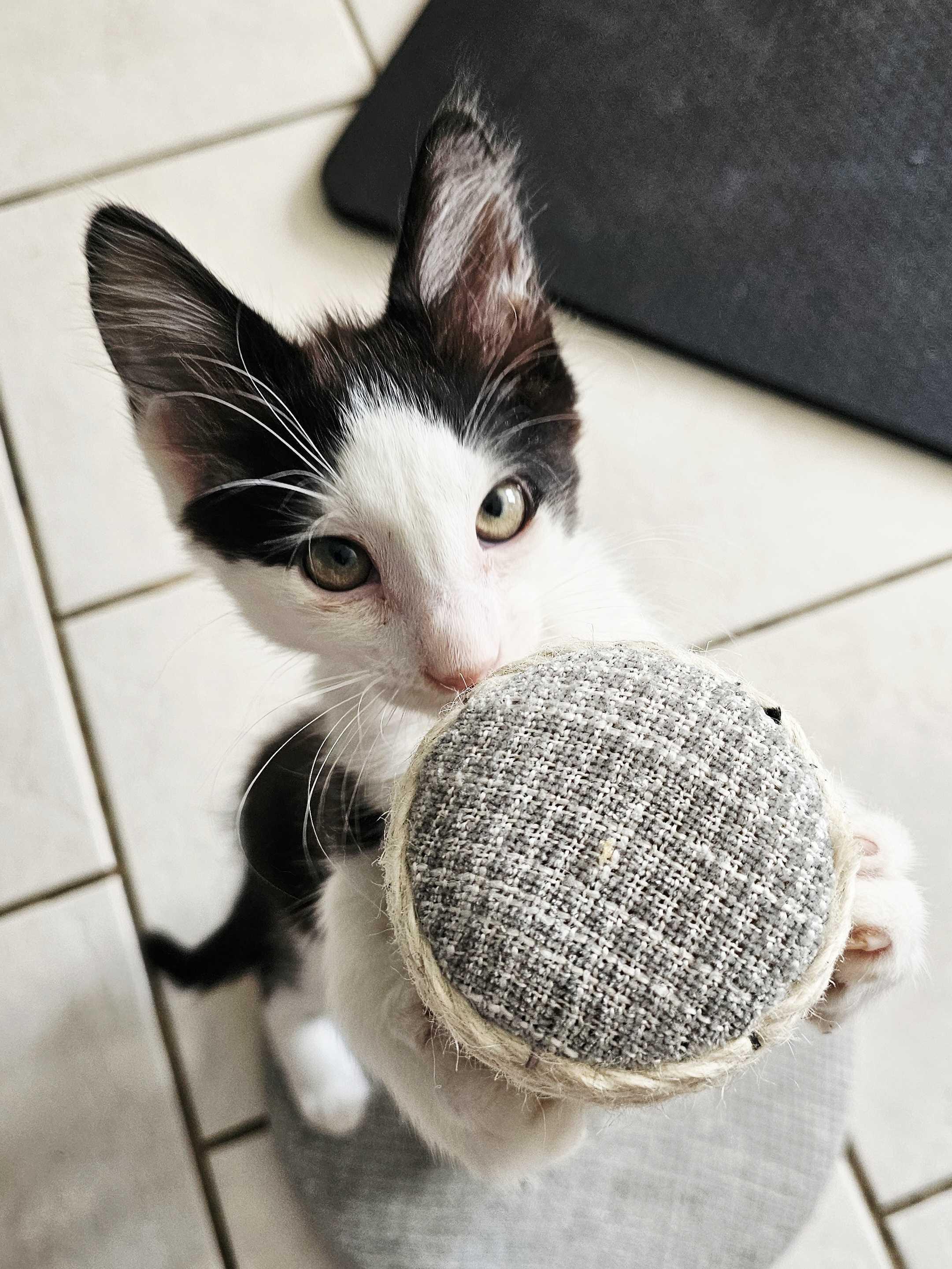 Benny (Bonded to Flo) , a Adoptable Domestic Short Hair in Long Island City, NY image 3/6
