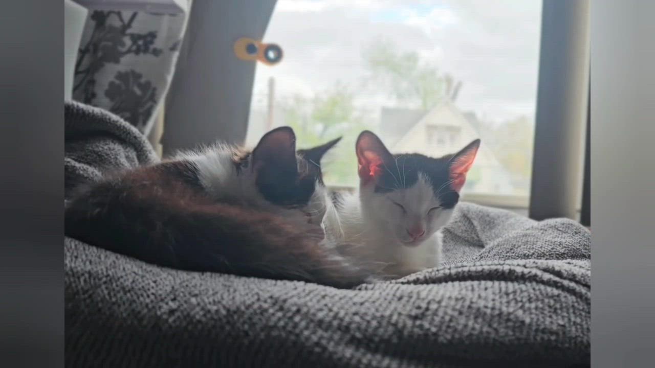 Enlarge Benny (Bonded to Flo) , a Adoptable Domestic Short Hair in Long Island City, NY video 2/6