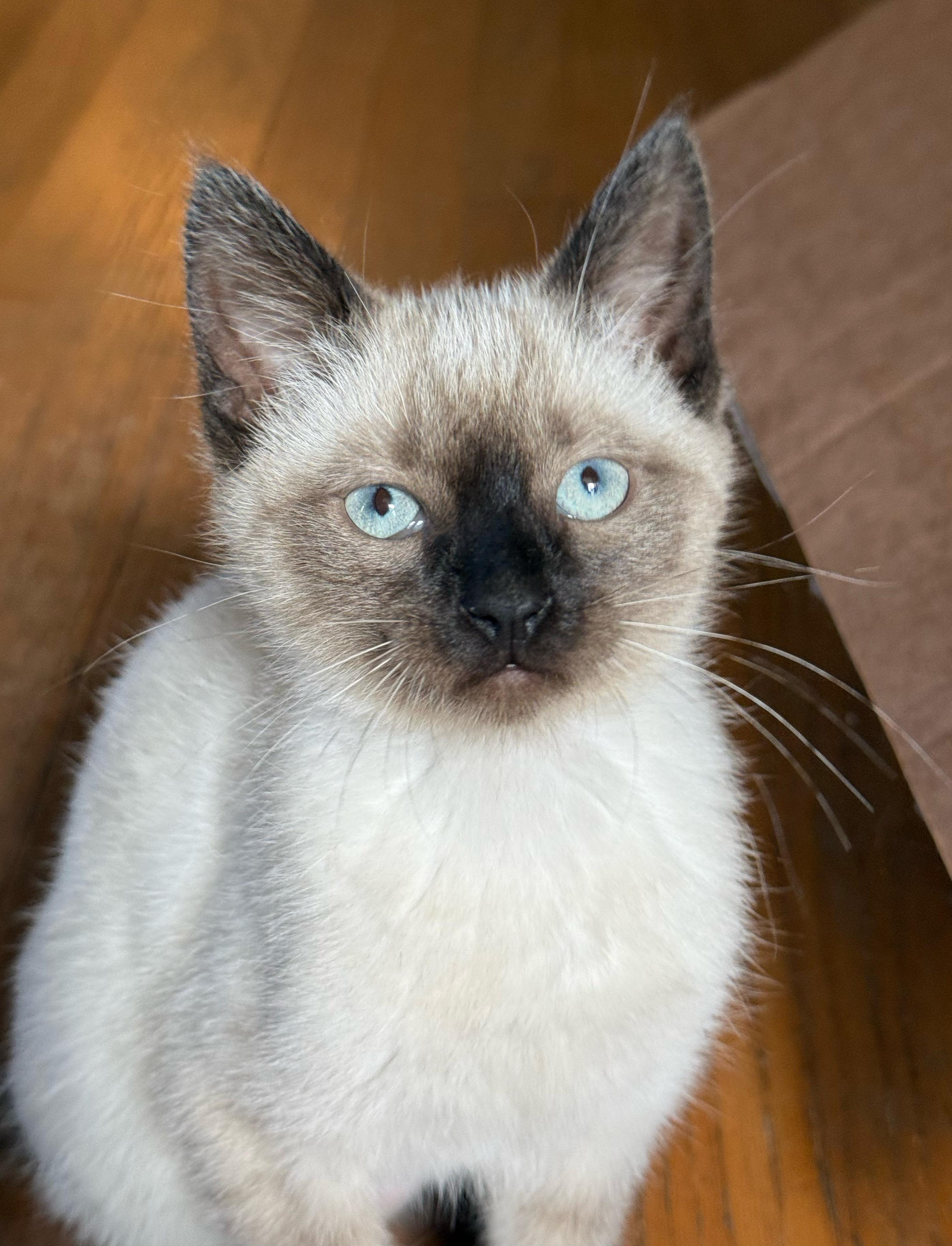 Enlarge Poppy, a Adopted mixed breed in Shreveport, LA image 2/4