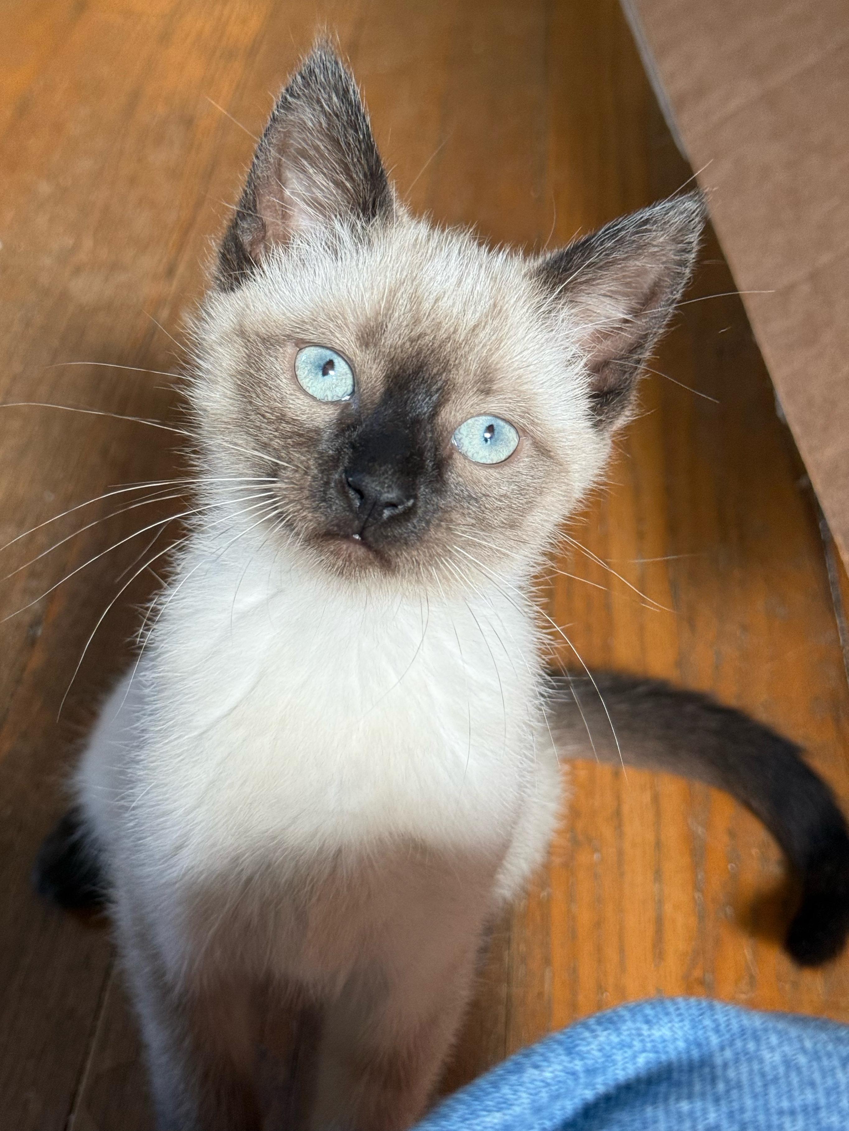 Enlarge Poppy, a Adopted mixed breed in Shreveport, LA image 3/4