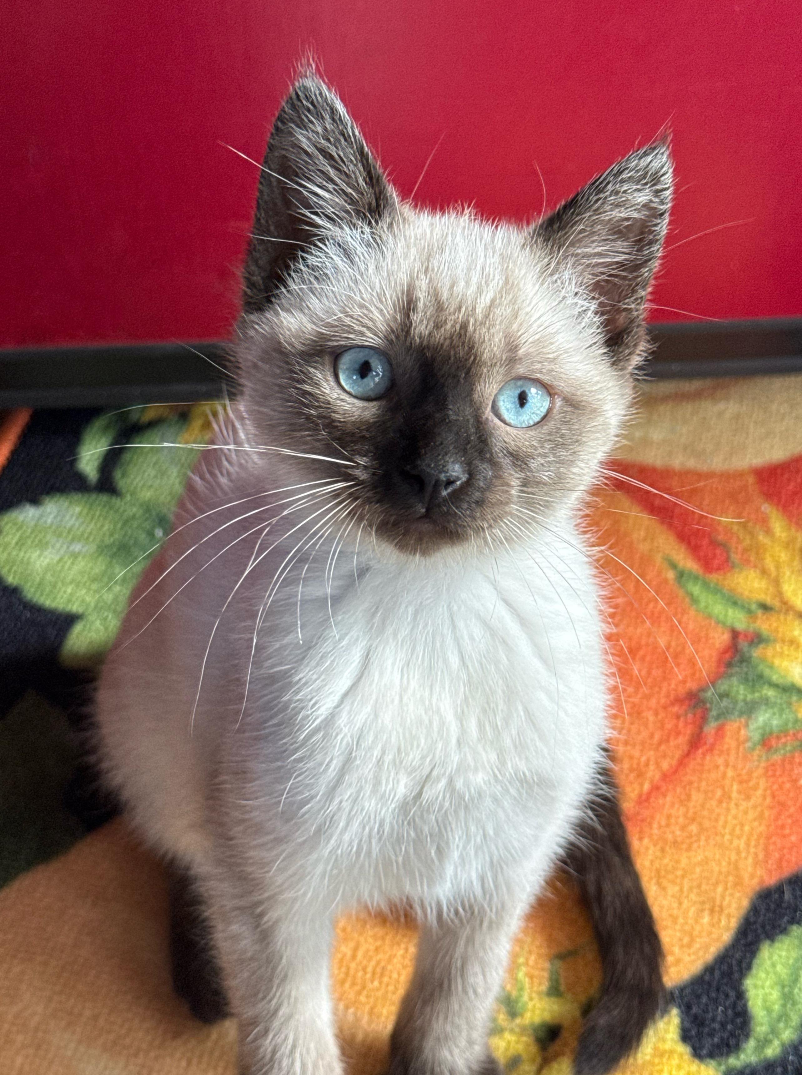 Enlarge Poppy, a Adopted mixed breed in Shreveport, LA image 4/4