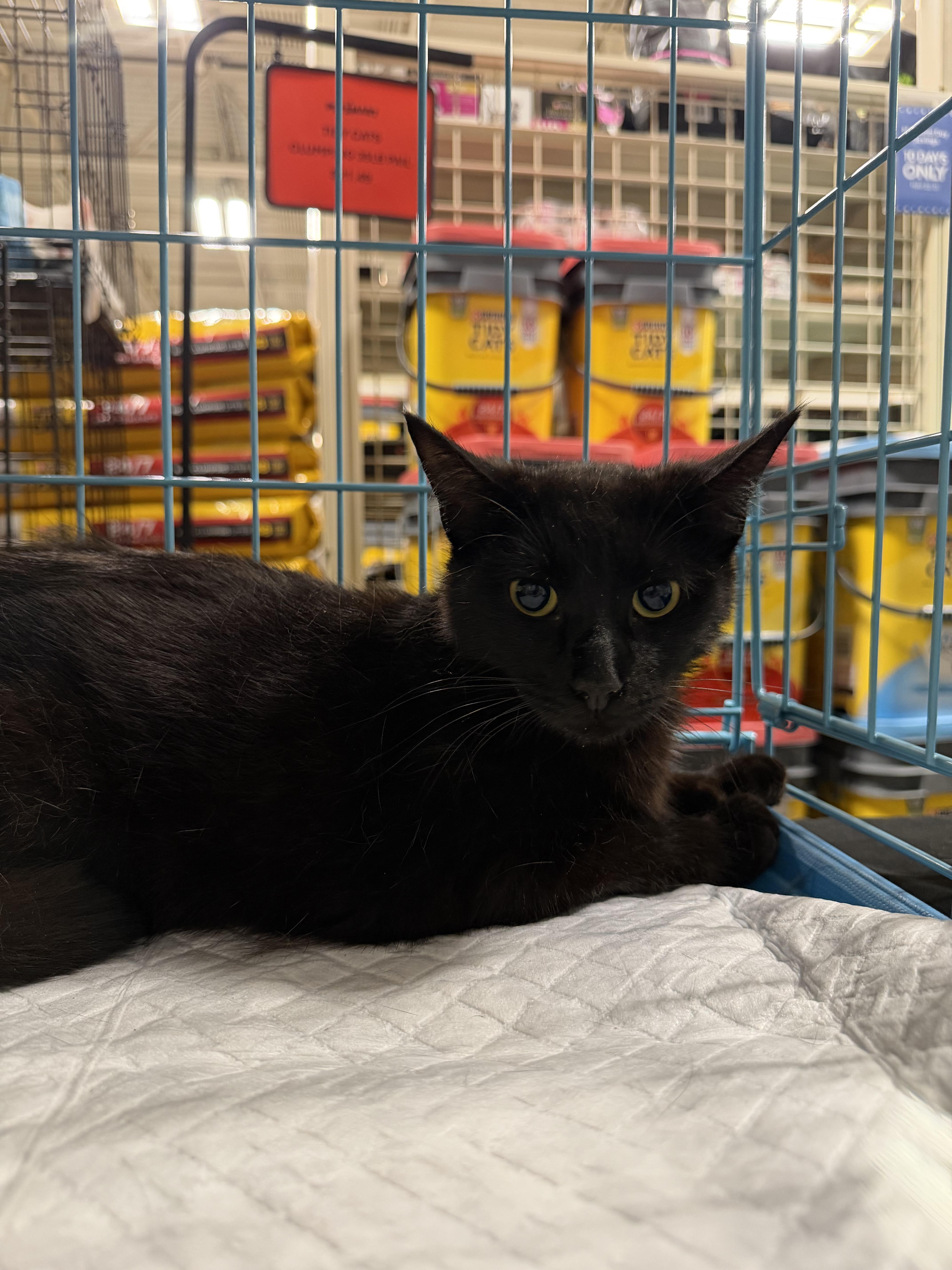 Marcus (BC), ADOPTABLE, Young Male Domestic Short Hair.