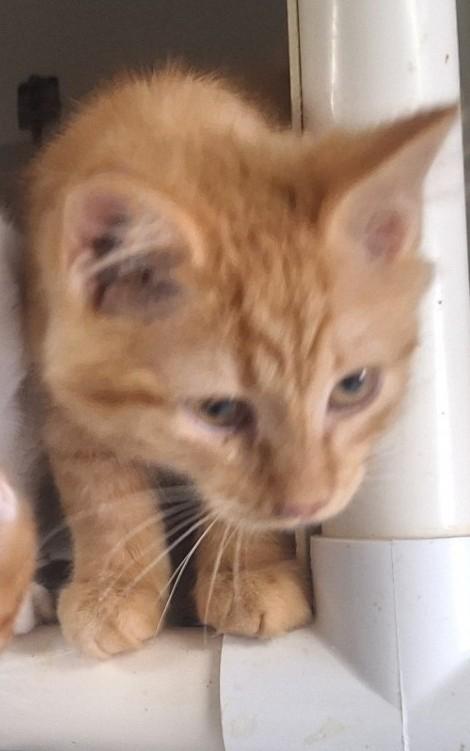 Agate, an adoptable Domestic Medium Hair in Chappell, NE, 69129 | Photo Image 1