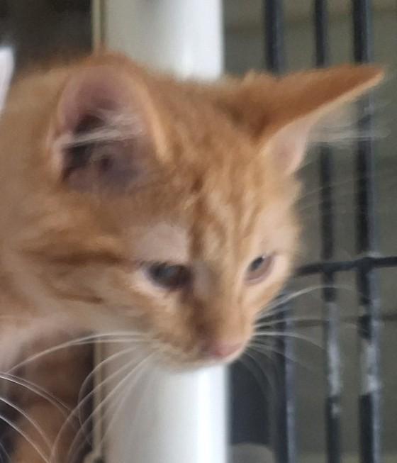 Agate, an adoptable Domestic Medium Hair in Chappell, NE, 69129 | Photo Image 2