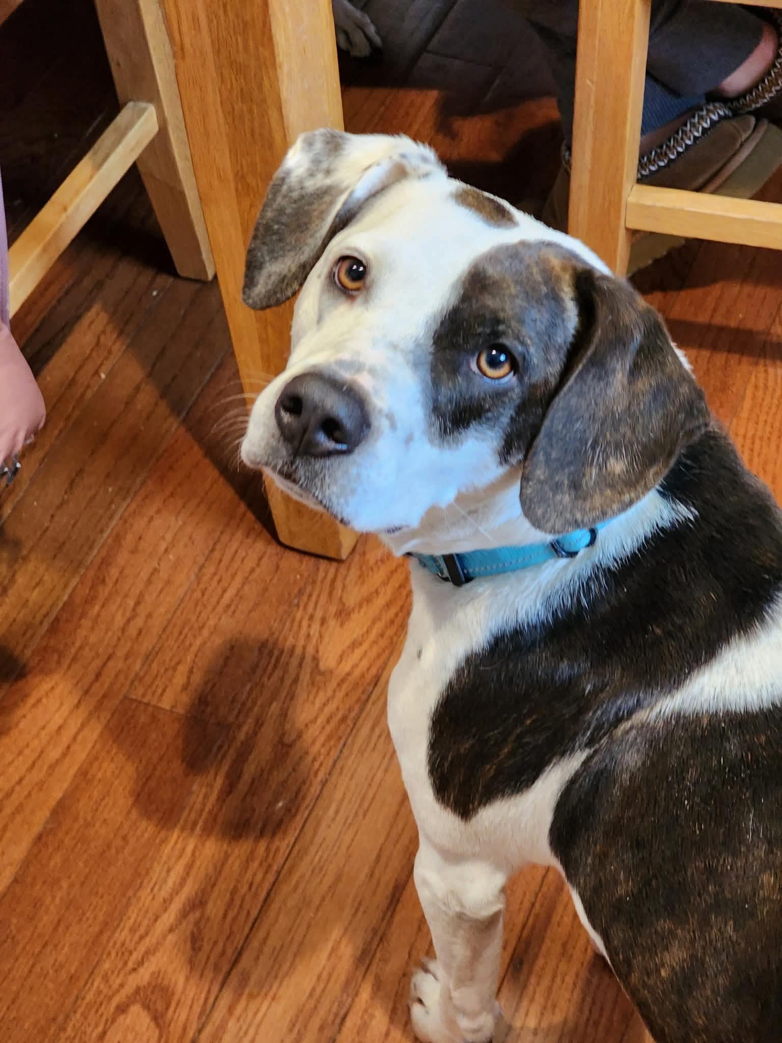 Penny, ADOPTABLE, Adult Female Mixed Breed.