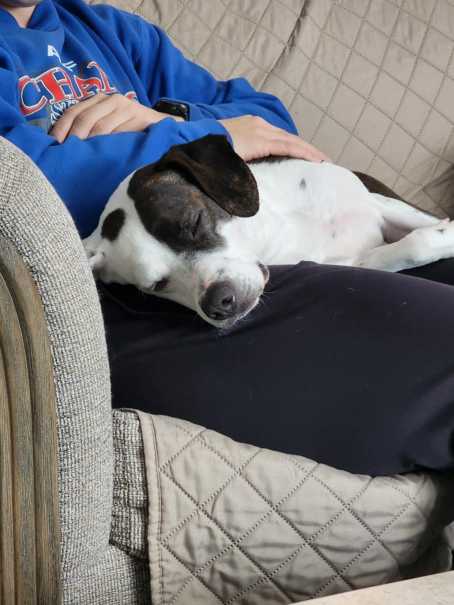 Penny, a ADOPTABLE Mixed Breed in Highland, NY image 3/5