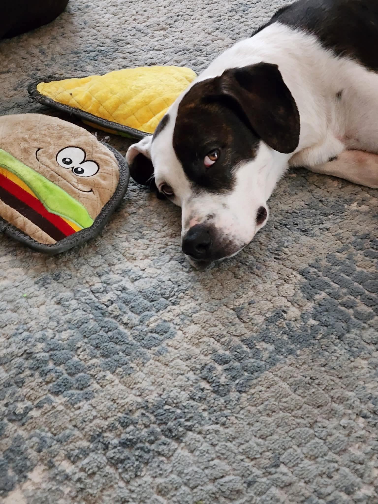 Penny, a ADOPTABLE Mixed Breed in Highland, NY image 4/5