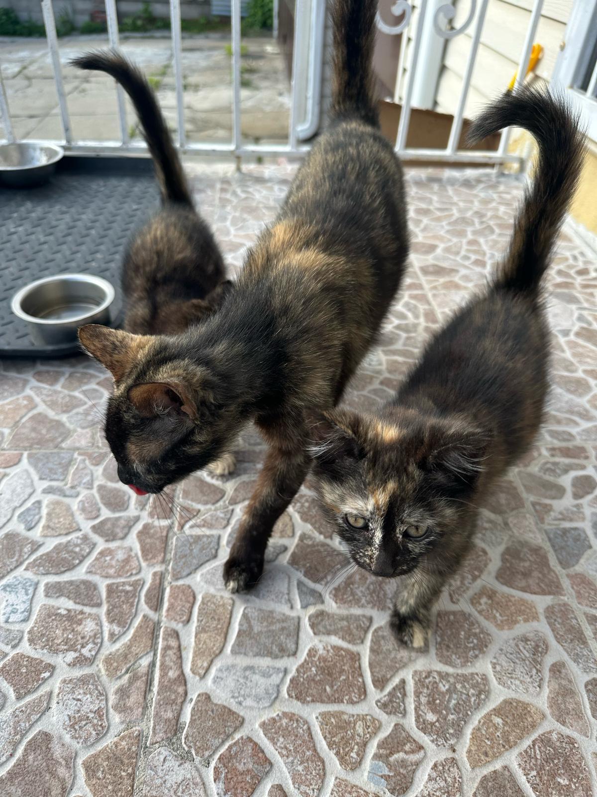 Enlarge Zena, a Adopted Calico in Kew Gardens, NY image 1/1