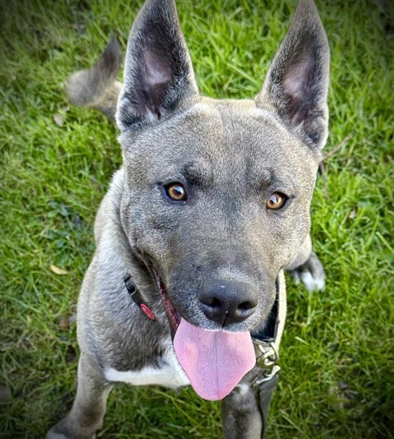 BEAN, Adoptable, Young Male Shiba Inu & Husky.