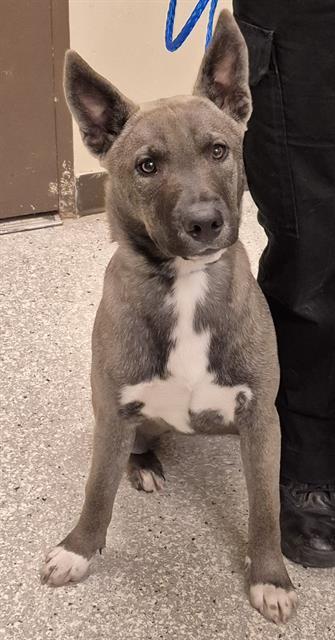 BEAN, Adoptable, Young Male German Shepherd Dog & Mixed Breed.