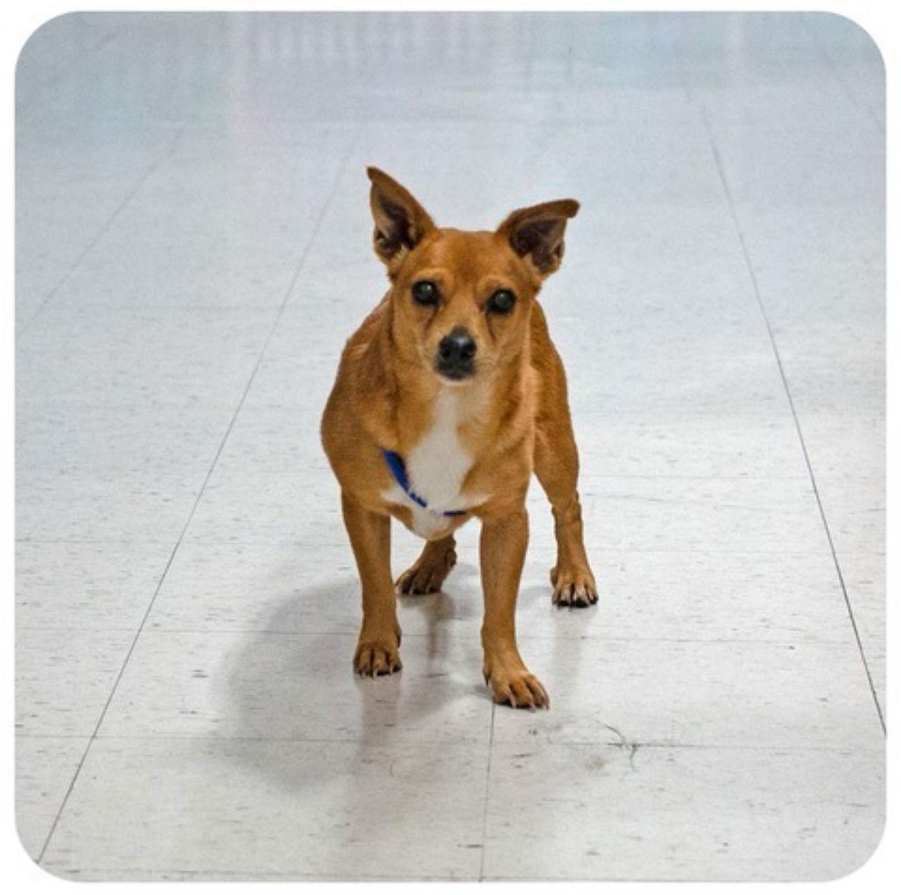 Enlarge Lucy-Lou, a Adoptable Chihuahua in Utica, MI image 1/1
