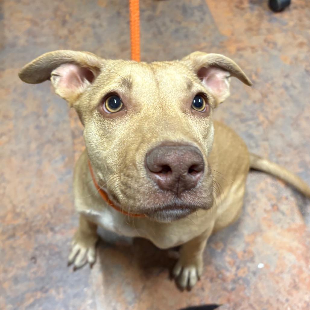 Sadie, Adoptable, Young Female Labrador Retriever.