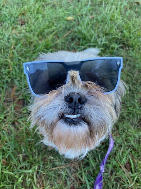 Yeshi, a Adoptable Shih Tzu in Burgaw, NC image 1/3