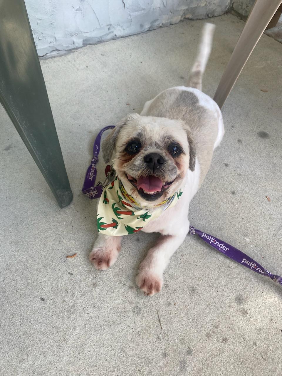 Yeshi, Adoptable, Adult Male Shih Tzu.